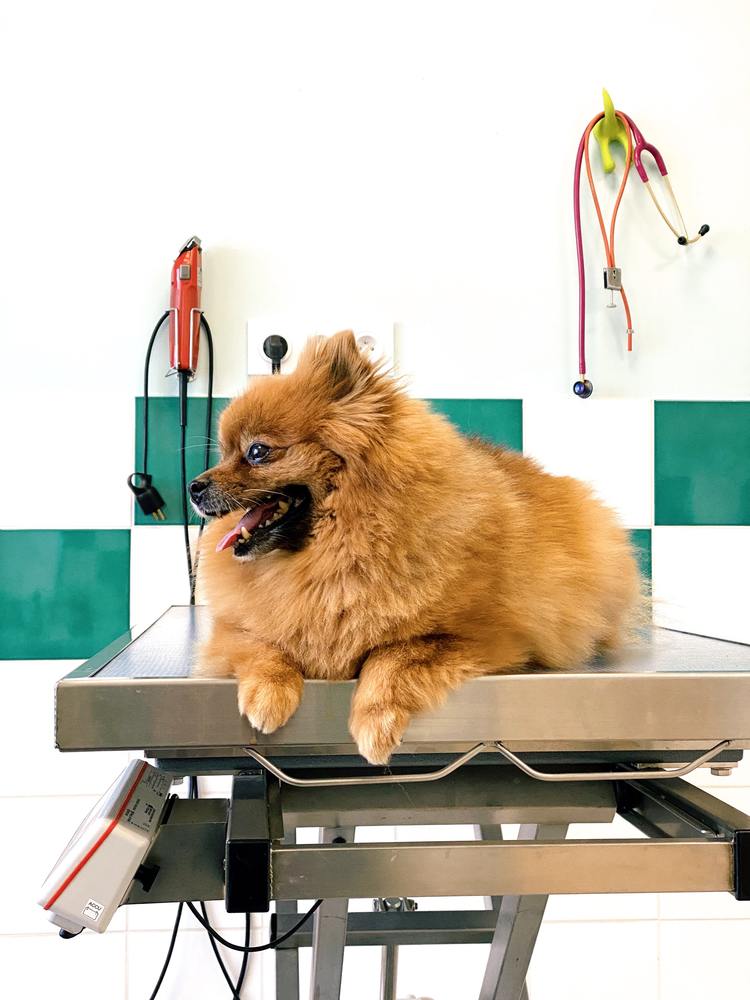 What Are the Safety Measures Followed in Pet Boarding Facilities?